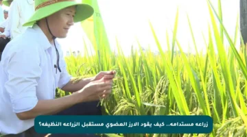 زراعة مستدامة.. كيف يقود الأرز العضوي مستقبل الزراعة النظيفة؟